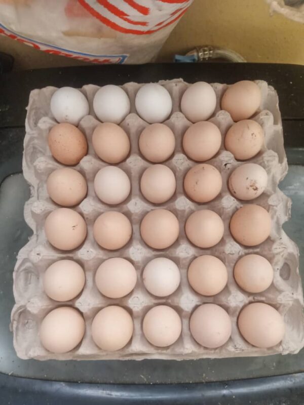 huevos criollos Huevos